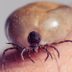 This All-Natural Tick Repellent Works, and Here’s Why