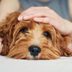 New Study: Playing With a Dog For Just This Long Can Reduce Your Stress